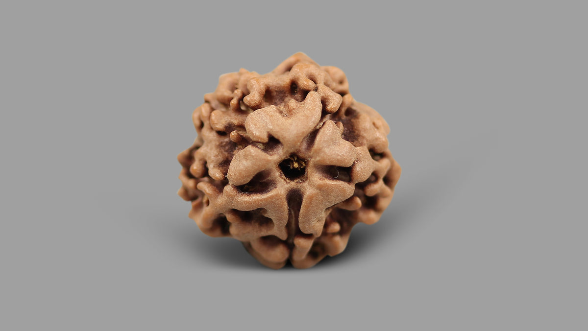 1 MUKHI RUDRAKSHA (18.60 mm)