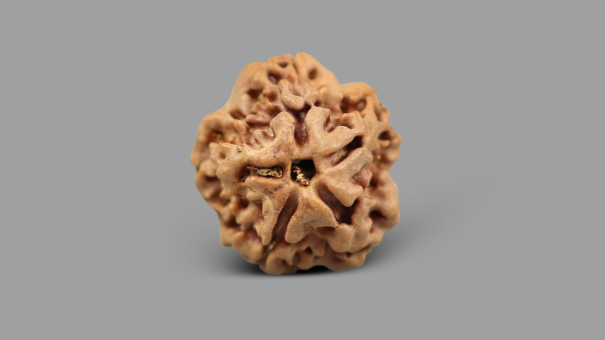 1 MUKHI RUDRAKSHA (17.19 mm)