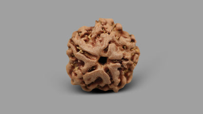 1 MUKHI RUDRAKSHA (17.02 mm)