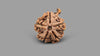 5 MUKHI GANESH RUDRAKSHA (24.62 mm)