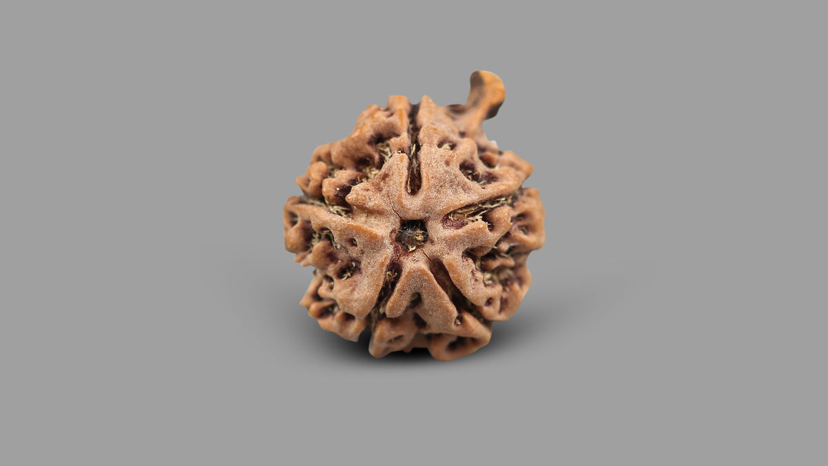5 MUKHI GANESH RUDRAKSHA (24.62 mm)
