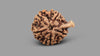 5 MUKHI GANESH RUDRAKSHA (24.30 mm)