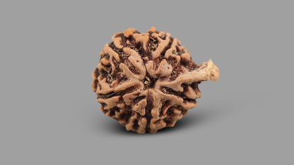 5 MUKHI GANESH RUDRAKSHA (24.30 mm)