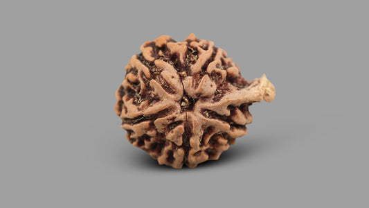 5 MUKHI GANESH RUDRAKSHA (24.30 mm)