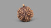 5 MUKHI GANESH RUDRAKSHA (23.51 mm)