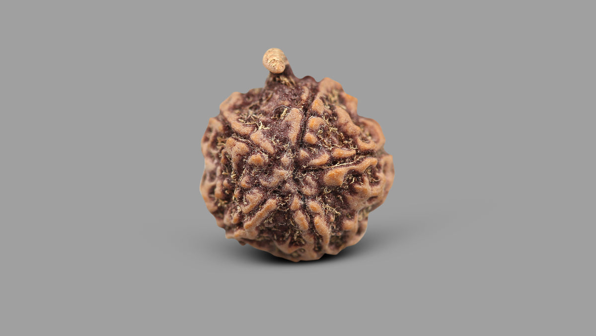5 MUKHI GANESH RUDRAKSHA (23.51 mm)