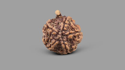 5 MUKHI GANESH RUDRAKSHA (23.51 mm)