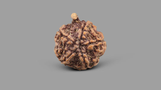 5 MUKHI GANESH RUDRAKSHA (23.51 mm)