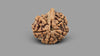 5 MUKHI RUDRAKSHA GANESH (19.91 mm)