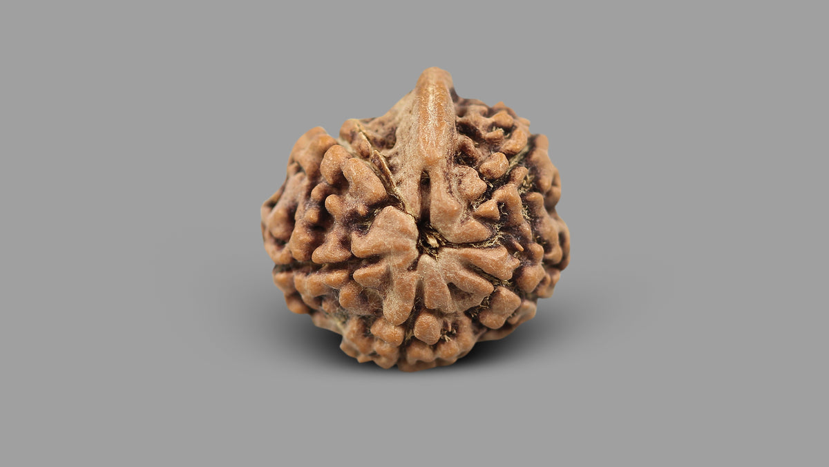 5 MUKHI RUDRAKSHA GANESH (19.91 mm)