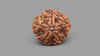 5 MUKHI RUDRAKSHA (23.55 mm)