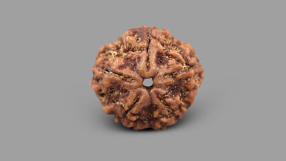 5 MUKHI RUDRAKSHA (23.55 mm)