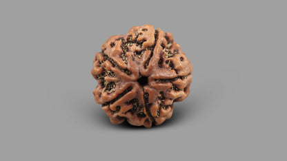 5 MUKHI RUDRAKSHA (22.13 mm)