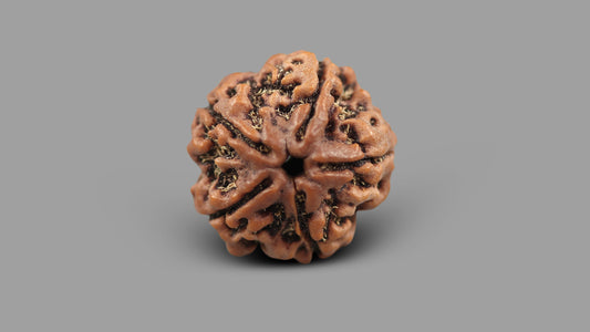 5 MUKHI RUDRAKSHA (22.13 mm)