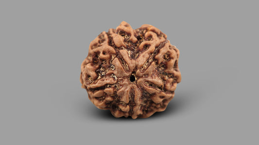 5 MUKHI RUDRAKSHA (23.31 mm)