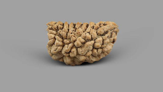 1 MUKHI RUDRAKSHA (23.56 mm)
