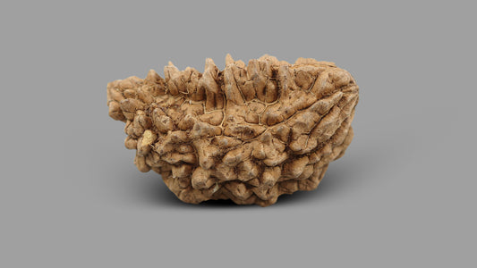 1 MUKHI RUDRAKSHA (34.70 mm)