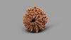 12 MUKHI RUDRAKSHA (12.07 mm)