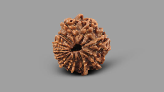 12 MUKHI RUDRAKSHA (12.07 mm)