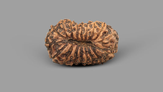 17 MUKHI RUDRAKSHA (21.56 mm)