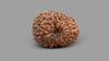 17 MUKHI RUDRAKSHA (20.60 mm)