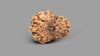 17 MUKHI RUDRAKSHA (19.80 mm)