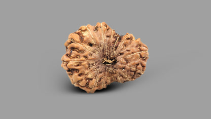 17 MUKHI RUDRAKSHA (19.80 mm)