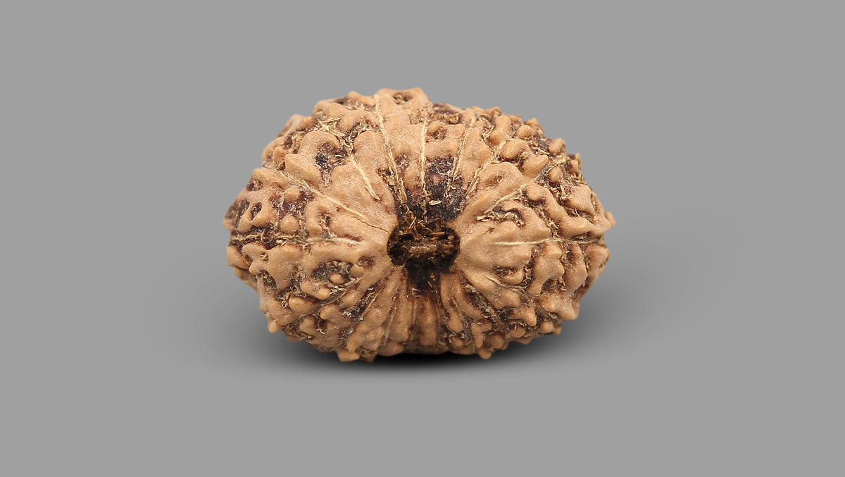 17 MUKHI RUDRAKSHA (19.80 mm)
