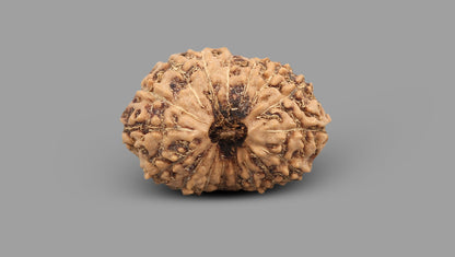 17 MUKHI RUDRAKSHA (19.80 mm)