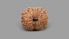 17 MUKHI RUDRAKSHA (21.25 mm)