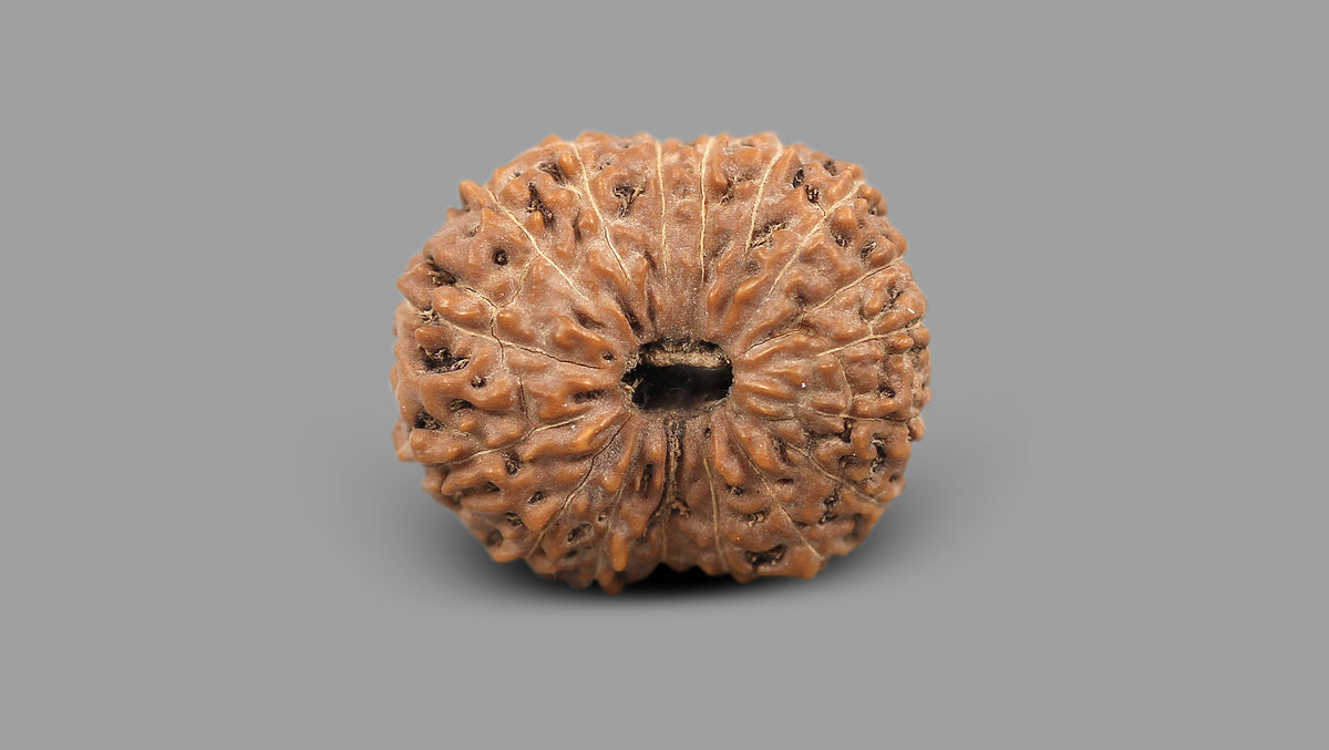 17 MUKHI RUDRAKSHA (21.25 mm)