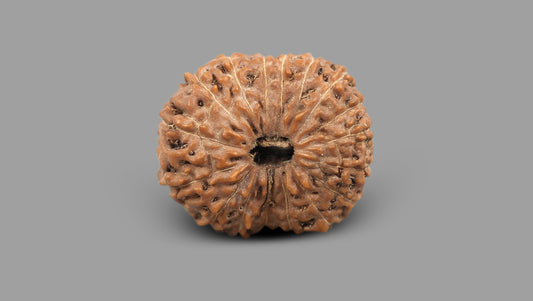 17 MUKHI RUDRAKSHA (21.25 mm)