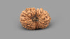 17 MUKHI RUDRAKSHA (20.87 mm)
