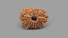 15 MUKHI RUDRAKSHA (24.23 mm)