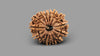 15 MUKHI RUDRAKSHA (24.18 mm)