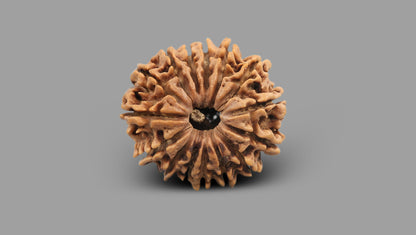 15 MUKHI RUDRAKSHA (24.18 mm)