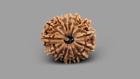 15 MUKHI RUDRAKSHA (24.18 mm)