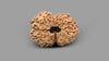 16 MUKHI RUDRAKSHA (25.81 mm)