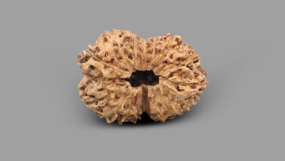 16 MUKHI RUDRAKSHA (25.81 mm)