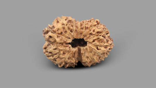 16 MUKHI RUDRAKSHA (25.81 mm)