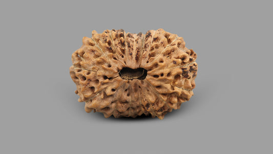 16 MUKHI RUDRAKSHA (25.60 mm)
