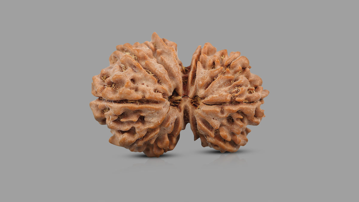 10 MUKHI GAURI SHANKAR RUDRAKSHA (30.80 mm)