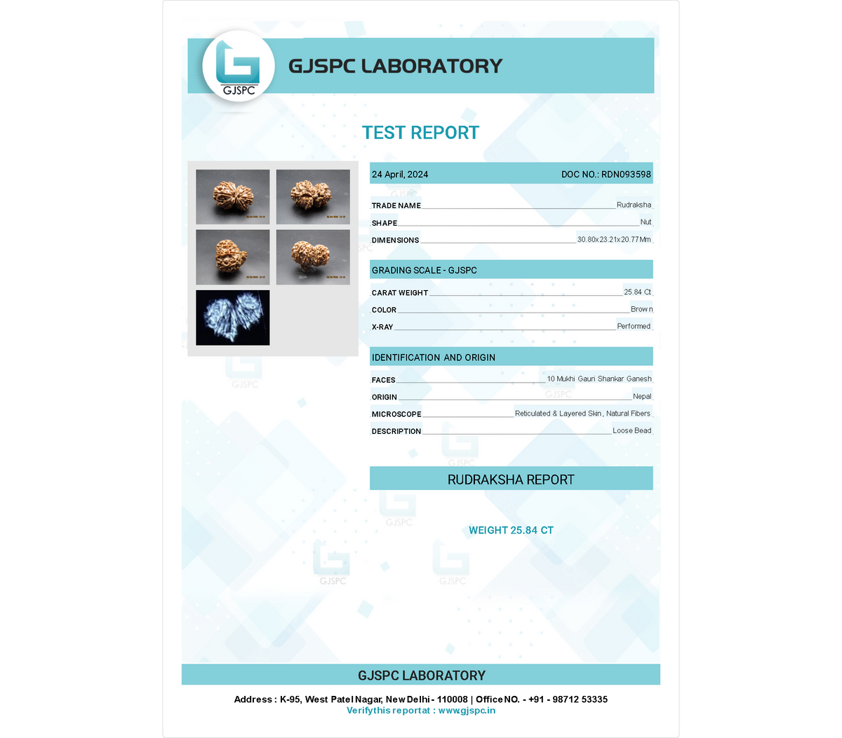 10 MUKHI GAURI SHANKAR RUDRAKSHA (30.80 mm)