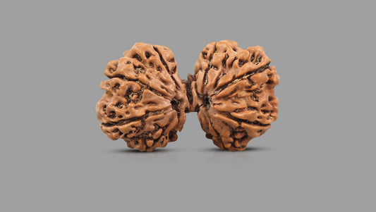 10 MUKHI GAURI SHANKAR RUDRAKSHA (31.65 mm)