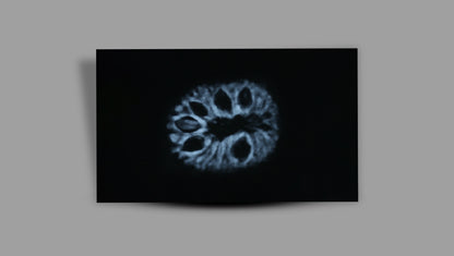 17 MUKHI RUDRAKSHA (21.25 mm)