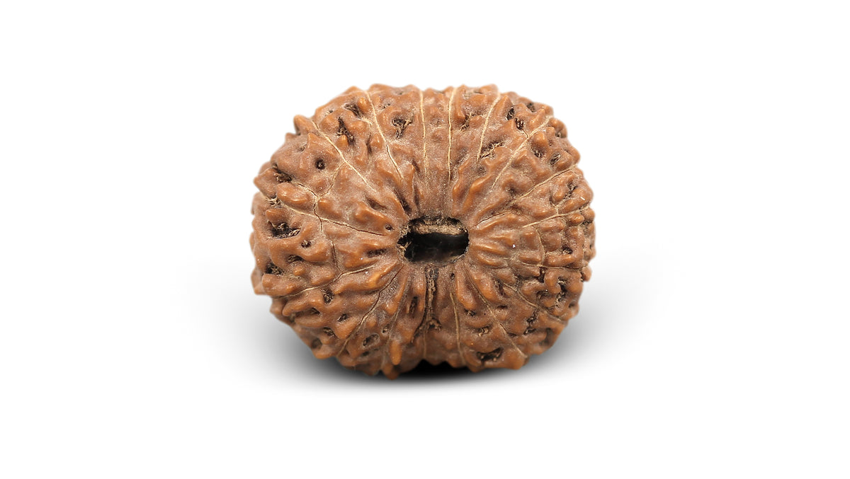 17 MUKHI RUDRAKSHA (21.25 mm)