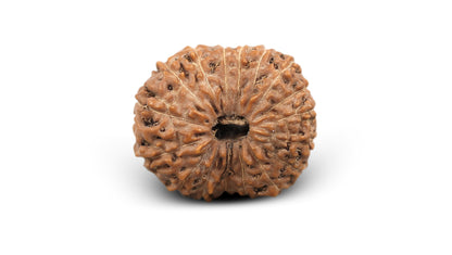 17 MUKHI RUDRAKSHA (21.25 mm)
