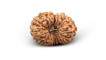 17 MUKHI RUDRAKSHA (20.87 mm)