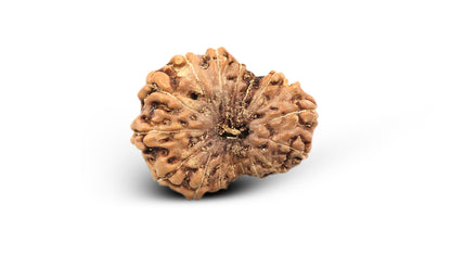 17 MUKHI RUDRAKSHA (19.80 mm)