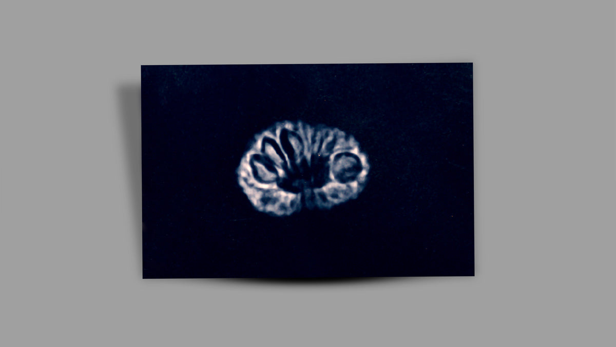 17 MUKHI RUDRAKSHA (19.80 mm)